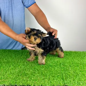 Yorkshire Terrier - Adia
