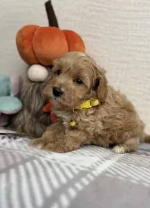 Maltipoo - Bruce