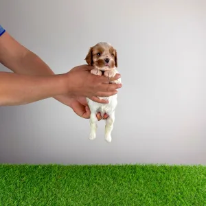 Cavalier King Charles Spaniel - Isabelle