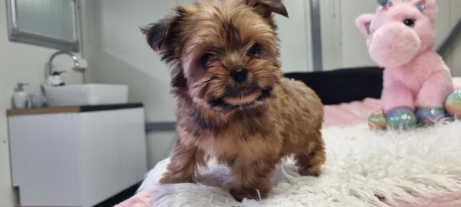 Biewer Terrier - Mira