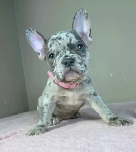 Francia bulldog - Megan