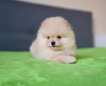 Pomeranian - Carlos