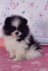 Pomeranian - Dream