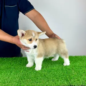 Welsh corgi pembroke - Cosima