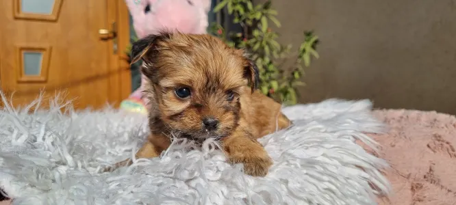 Biewer Terrier - Mira