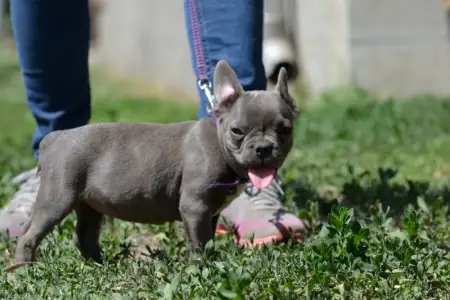 Francia bulldog - Málna