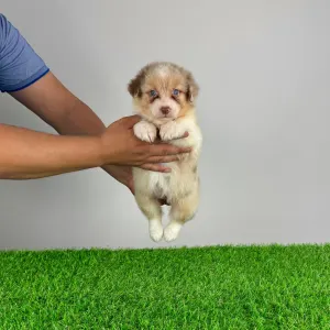 Australian Shepherd - Zetta