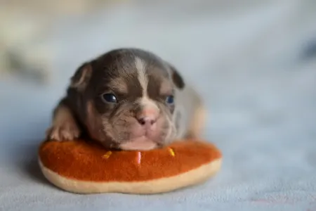 Französische Bulldogge - Louis