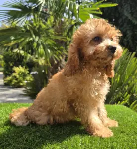 Cavapoo - Mike