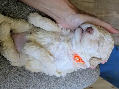 Lagotto romagnolo - Ürömi Szarvasgombász Jaffa