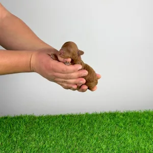 Pudel miniaturowy - Mimoza