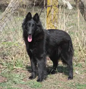 Belgischer Schäferhund - De La Terre Sauvage