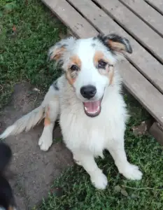 Ausztrál juhászkutya - Sundance