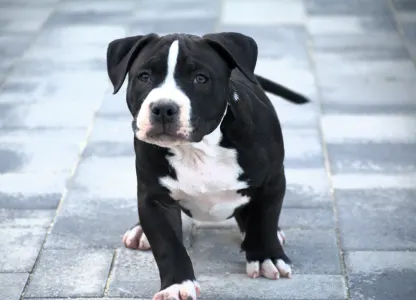 l'American Bully - Pocket - Borisz