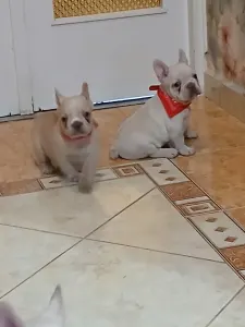 French Bulldog - Borbála