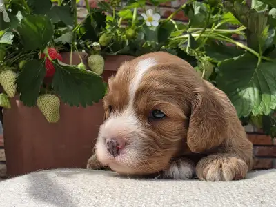 Cavapoo - Málna