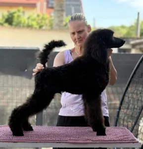 Caniche Grand - Black Boy
