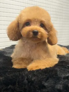 Barbone toy - Szofi ( Toy Size )