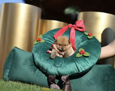 German Pomeranian Spitz - Leonardo๐