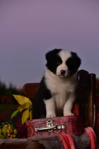 Border Collie - Gingers Heritage Golden Light Of Down