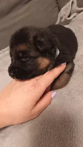 Owczarek niemiecki - Csereerdei Lea