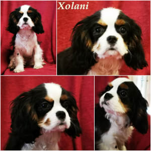 Cavalier King Čarles Španiel - Xolani