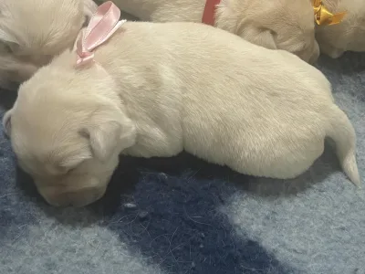 Labradorský retrívr - Heroes Of Kelly Pandora