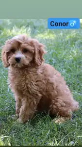 Cavapoo - Conor