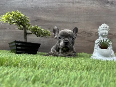 French Bulldog - Alma 