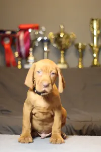 Wyżeł węgierski krótkowłosy - Pörgelóci Schelby