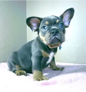 Bouledogue français - Alfie