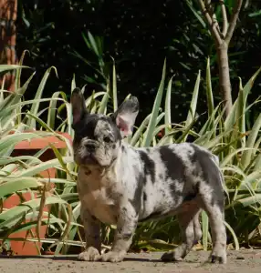 Französische Bulldogge - Dolores
