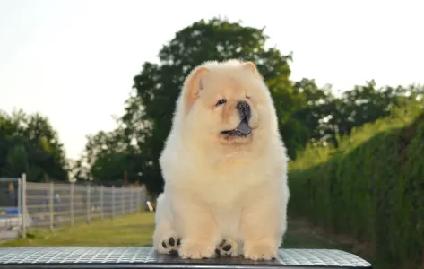 Chow Chow - Balcsi Hyper-super