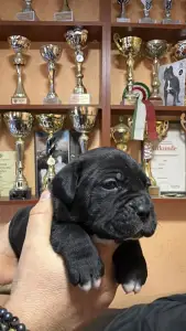 Cane Corso - Sarah