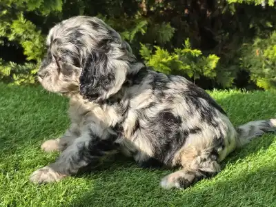 Cavapoo - Merida