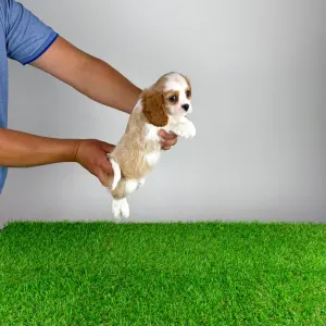 Cavalier King Charles Spaniel - Noen