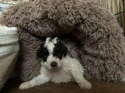 Romagna Water Dog - Ursa Gummi