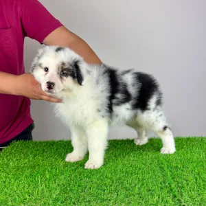 Australian Shepherd - Roxy