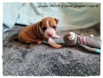 Amerykański staffordshire terier - Gangster Bro