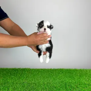 Welsh Corgi Pembroke - Engela