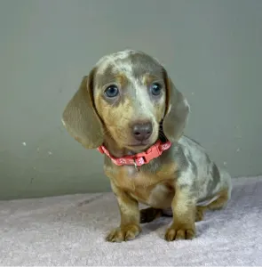 Dachshund - Emily