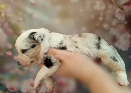 Ciobănesc american în miniatură - Moon