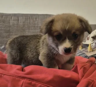 Pembroke Welsh Corgi - Ducato