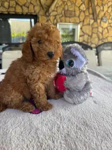 Poodle Miniature - Red
