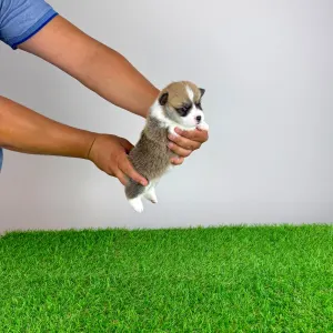 Welsh Corgi Pembroke - Cosima