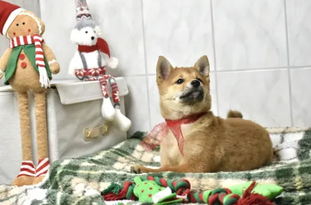 Shiba - Bravados Benika