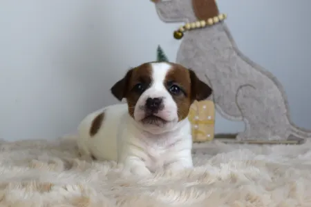 Jack Russell Terrier - Gold Leash Uno