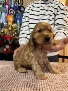 Angol Cocker spániel - Glória