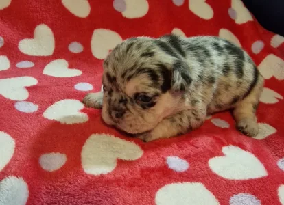 French Bulldog - French Bulldog Merla Tan Boys