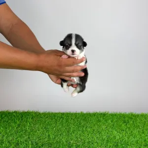 Welsh Corgi Pembroke - Corsa